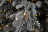 Искусственная елка Стильная 260 см 816 ламп заснеженная Премиум ели