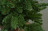 Triumph Tree ель Нормандия 60 см в мешочке темно-зеленая Триумф